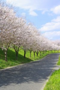 福岡　注文住宅　ブログ　商談会　桜ドライブ