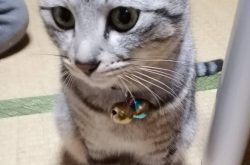 癒し